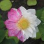 20 Seeds Lotus 'Double Duet Series' Large Double Petals, Half Pink Half White