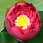 20 Seeds Lotus 'Pink Embroidered Ball' series, Large Spherical Flowers