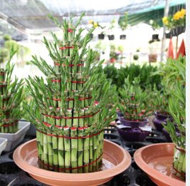 50 Seeds Lucky Bamboo