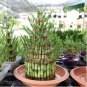 50 Seeds Lucky Bamboo Choose Potted