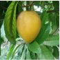 10 Seeds Lucuma Nervosa Egg Yolk Fruit