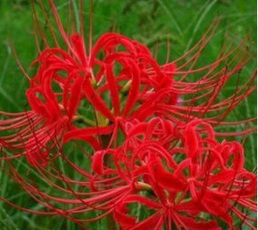 100 Seeds Lycoris Bonsai Flower