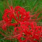 100 Seeds Lycoris Bonsai Flower