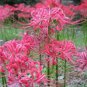 100 Seeds Lycoris Bonsai Flower
