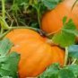 50 Seeds Magic Pumpkin