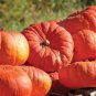 50 Seeds Magic Pumpkin