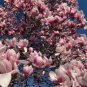 10 Seeds Magnolia Tree Flower