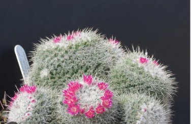10 Seeds Mammillaria geminispina FA
