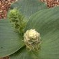 10 Seeds Massonia depressa