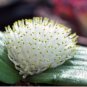 10 Seeds Massonia Echinata Succulent Plants