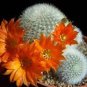 10 Seeds Mediolobivia Mixed Rare Cactus Plants