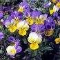 100 Seeds Mexican Pansy Flores Wavy Viola Tricolor Flower plantas
