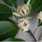 20 Seeds Michelia Alba Flower White Flowers