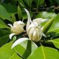 20 Seeds Michelia Alba Flower White Flowers