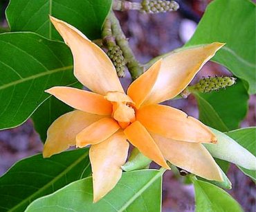 20 Seeds Michelia Champaca Magnolia Champaca Joy Perfume Tree