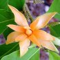 20 Seeds Michelia Champaca Magnolia Champaca Joy Perfume Tree