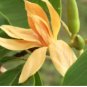 20 Seeds Michelia Champaca Magnolia Champaca Joy Perfume Tree