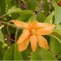 20 Seeds Michelia Champaca Magnolia Champaca Joy Perfume Tree