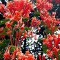 20 Seeds Mina Lobata Bonsai Flower DIY Potted Plants Indoor Outdoor Pot