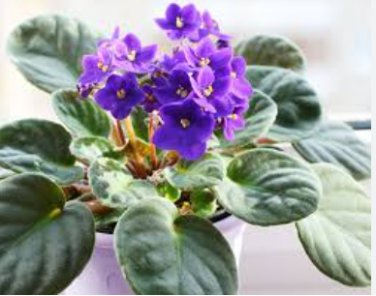 50 Seeds Mini Violet African Violet Garden Potted Plants Violet Flowers