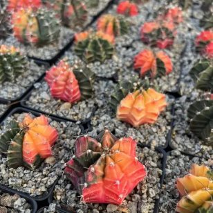 200 Seeds Mixed Cactus