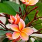 100 Seeds Mixed Color Frangipani Flowers Plumeria Rubra Flower Plants