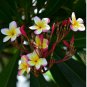 100 Seeds Mixed Color Frangipani Flowers Plumeria Rubra Flower Plants