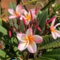100 Seeds Mixed Color Frangipani Flowers Plumeria Rubra Flower Plants