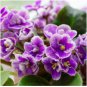 200 Seeds Mixed Color Mini Violet Plantas