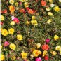 500 Seeds Mixed Color Moss-Rose Purslane Double Flower