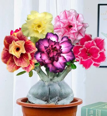 10 Seeds Mixed Colorful Desert Rose