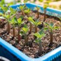 10 Seeds Mixed Colorful Desert Rose