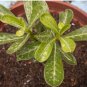 10 Seeds Mixed Colorful Desert Rose