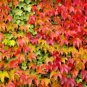 100 Seeds Mixed Colors Boston Ivy Creepers