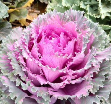 100 Seeds Mixed Kale