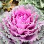 100 Seeds Mixed Kale