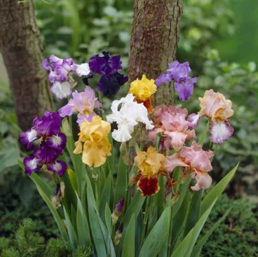 100 Seeds Mixed Light Iris Flower Perennia Flower