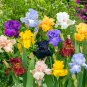 100 Seeds Mixed Light Iris Flower Perennia Flower