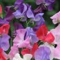 100 Seeds Mixed Tall Sweet Pea