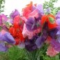 100 Seeds Mixed Tall Sweet Pea