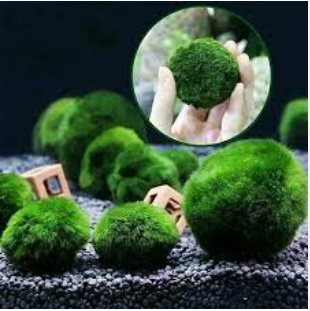 100 Seeds Mixed Water Grass Plants for Aquarium Fish Tank