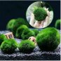 100 Seeds Mixed Water Grass Plants for Aquarium Fish Tank