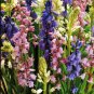 100 Seeds Mixed Wooden Hyacinths Spanish Hyacinths