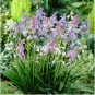 100 Seeds Mixed Wooden Hyacinths Spanish Hyacinths
