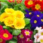 200 Seeds Mixed Zebra Evening Primrose Plants