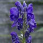50 Seeds Monkshood