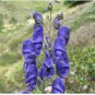 50 Seeds Monkshood