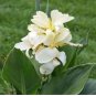 20 Seeds Moonshine Canna Lily Green Leaves and Milky White Flowers