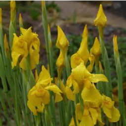 5 Seeds Moraea Elegans Cape Tulips Yellow Black Spot Flower