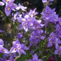 5 Seeds Moraea Polystachya Beautiful Purple Flowers